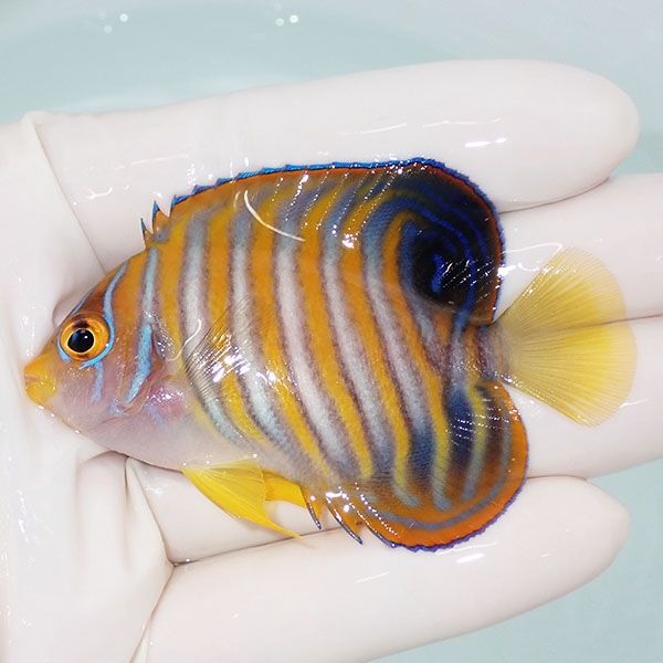 【現物4】ニシキヤッコ 7cm±!海水魚 ヤッコ15時までのご注文で当日発送(...