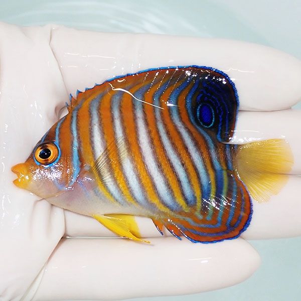 【現物5】ニシキヤッコ 7.3cm±!海水魚 ヤッコ15時までのご注文で当日発...