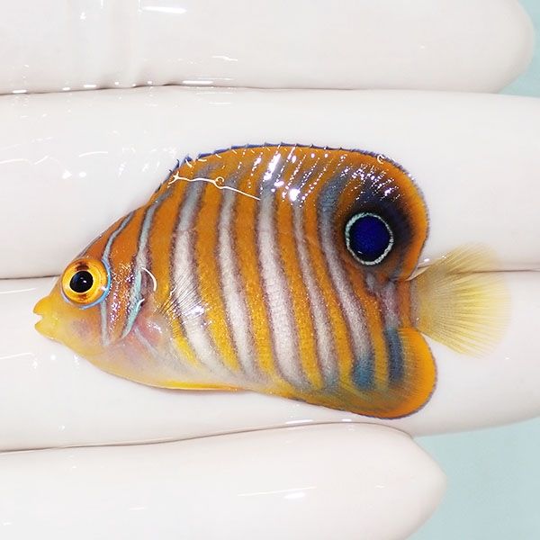 【現物6】ニシキヤッコ 4.8cm±!海水魚 ヤッコ15時までのご注文で当日発...