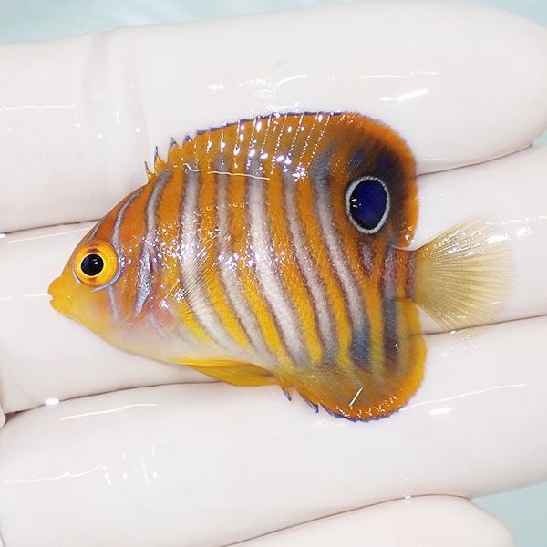 【現物7】ニシキヤッコ 4.8cm±!海水魚 ヤッコ15時までのご注文で当日発...