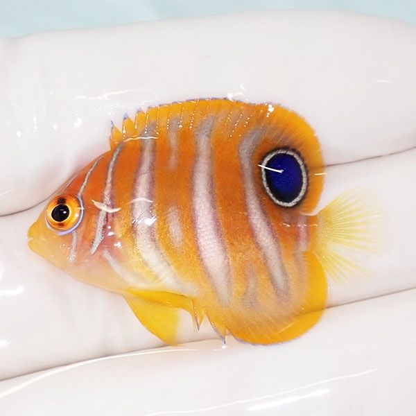 【現物8】ニシキヤッコ 3.5cm±!海水魚 ヤッコ15時までのご注文で当日発...