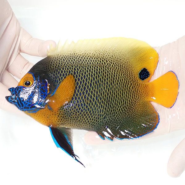 【現物3】 粒エサOK アデヤッコ 成魚 16cm±! 海水魚 ヤッコ(t111(t207