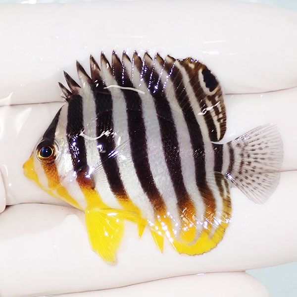 【現物40】sale シマヤッコ 4.7cm±! 海水魚 生体 15時までのご注文で当...