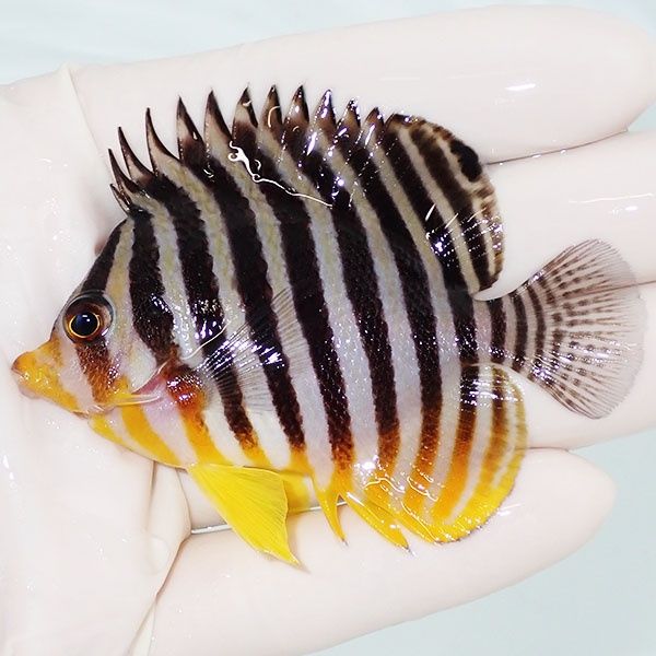 【現物41】sale シマヤッコ 7cm±! 海水魚 生体 15時までのご注文で当日...