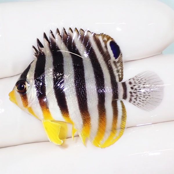 【現物42】sale シマヤッコ 4cm±! 海水魚 生体 15時までのご注文で当日...