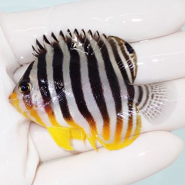 【現物43】sale シマヤッコ 6cm±! 海水魚 生体 15時までのご注文で当日...