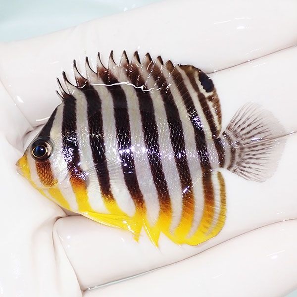 【現物45】sale シマヤッコ 5.5cm±! 海水魚 生体 15時までのご注文で当...