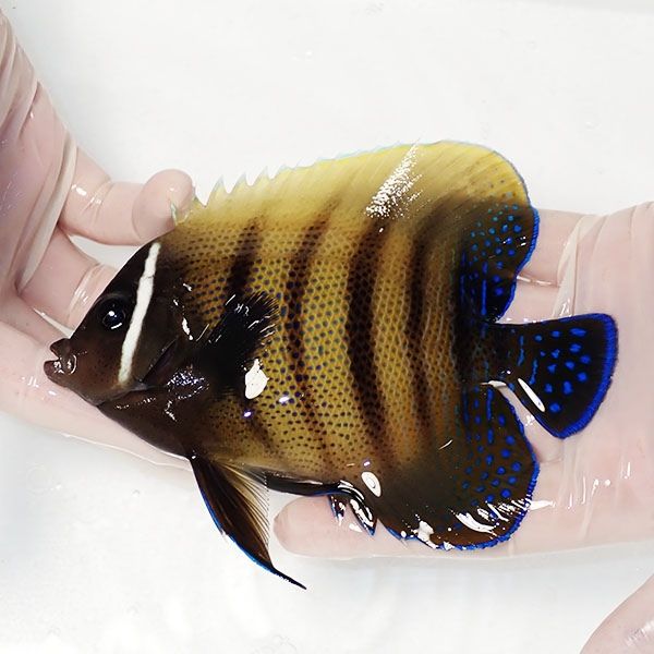 【現物1】ロクセンヤッコ 14.5cm± ! 海水魚 生体 15時までのご注文で当...