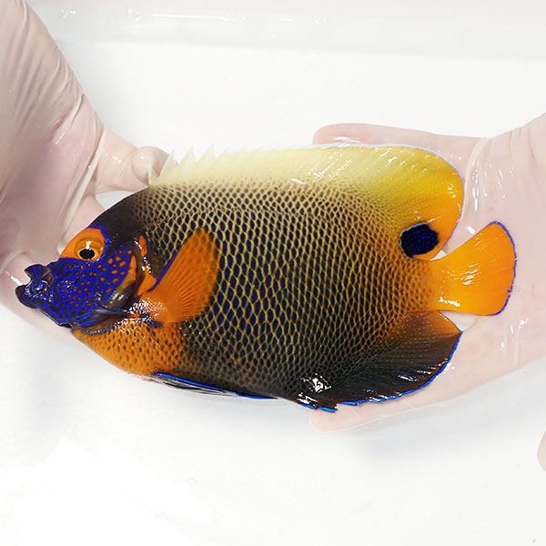 【現物5】 粒エサOK アデヤッコ 成魚 19cm±! 海水魚 ヤッコ(t111(t207