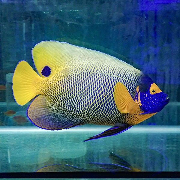 【現物6】 モルディブ産 アデヤッコ 成魚 34cm±! 海水魚 ヤッコ(t111(t207