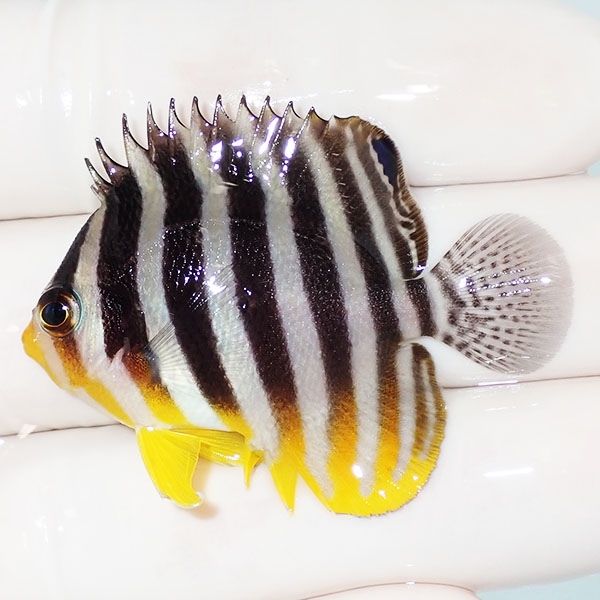 【現物12】sale シマヤッコ 4.5cm±! 海水魚 生体 15時までのご注文で当...