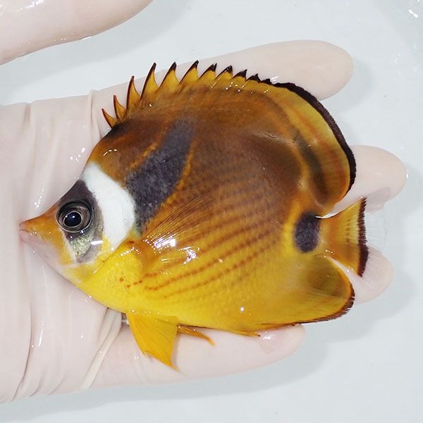 【現物2】チョウハン 10cm±!海水魚 チョウチョウウオ 15時までのご注文...