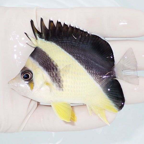 【現物3】粒エサOK バーゲスバタフライ 7.5cm±! 海水魚 チョウチョウウ...