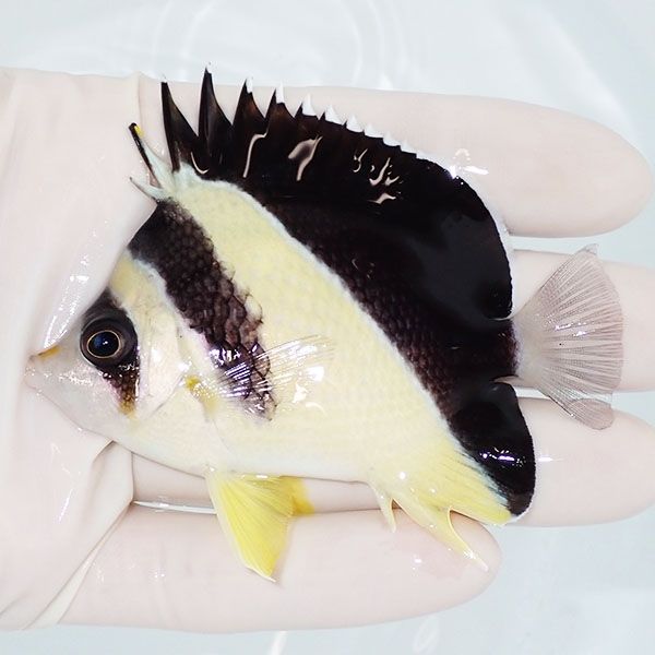 【現物6】粒エサOK バーゲスバタフライ 8cm±! 海水魚 チョウチョウウオ ...