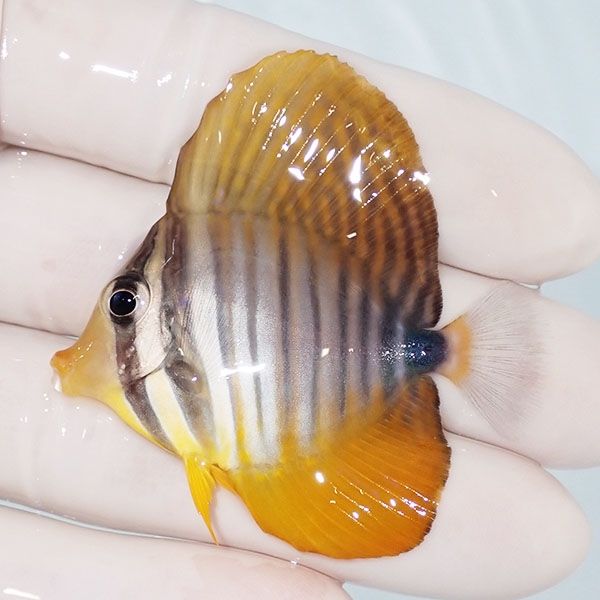 【現物6】インディアンセルフィンタン 5cm±! 海水魚 ハギ !15時までのご...