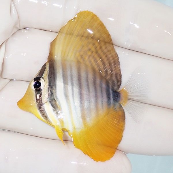 【現物7】インディアンセルフィンタン 4.5cm±! 海水魚 ハギ !15時までの...