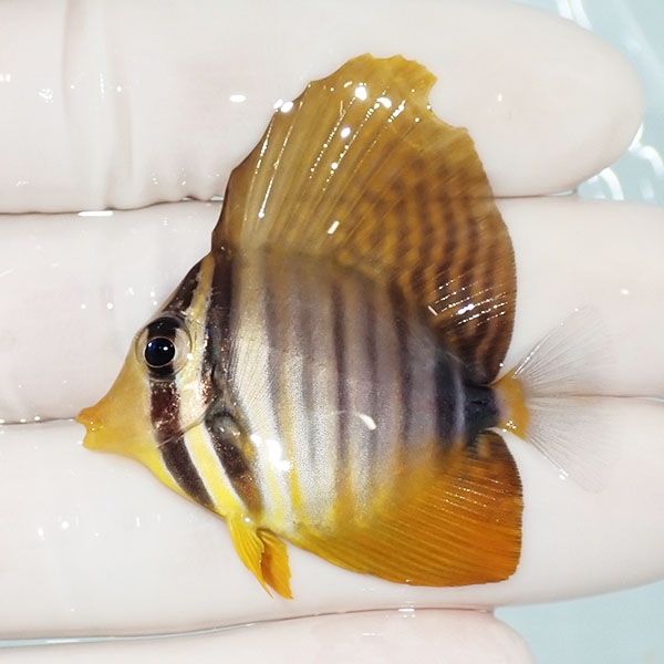 【現物8】インディアンセルフィンタン 4.5cm±! 海水魚 ハギ !15時までの...