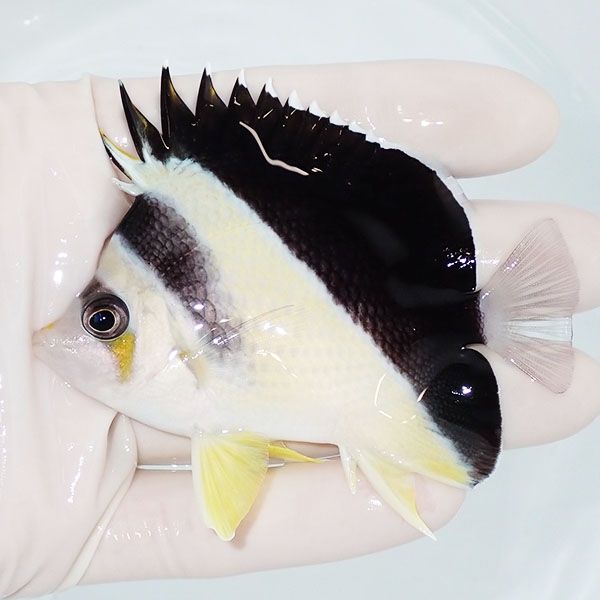 【現物7】粒エサOK バーゲスバタフライ 8cm±! 海水魚 チョウチョウウオ ...