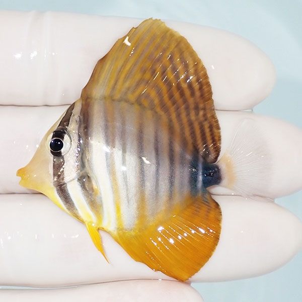 【現物9】インディアンセルフィンタン 5cm±! 海水魚 ハギ !15時までのご...