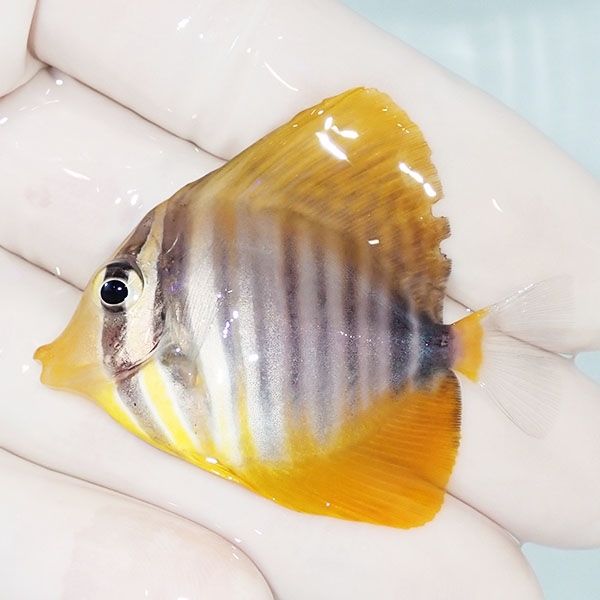 【現物10】インディアンセルフィンタン 5cm±! 海水魚 ハギ 15時までの...