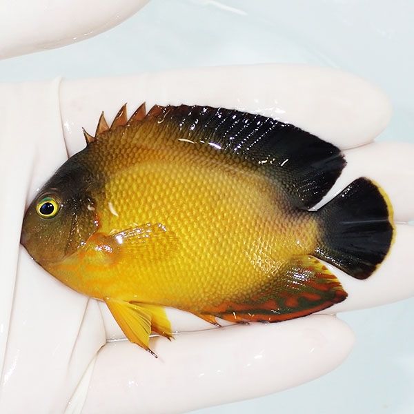 【現物】ヘラルドヤッコ色彩変異 7.5cm±!海水魚 ヤッコ 15時までのご注...