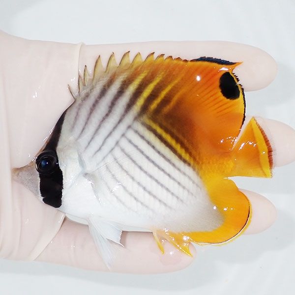 【現物2】トゲチョウ 9cm±! 海水魚 チョウチョウウオ 15時までのご注...