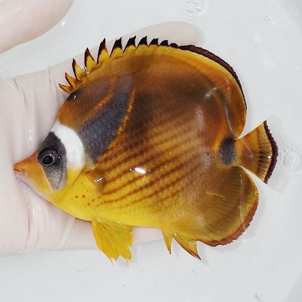 【現物3】チョウハン BIG 12.5cm±! 海水魚 チョウチョウウオ 15時までの...