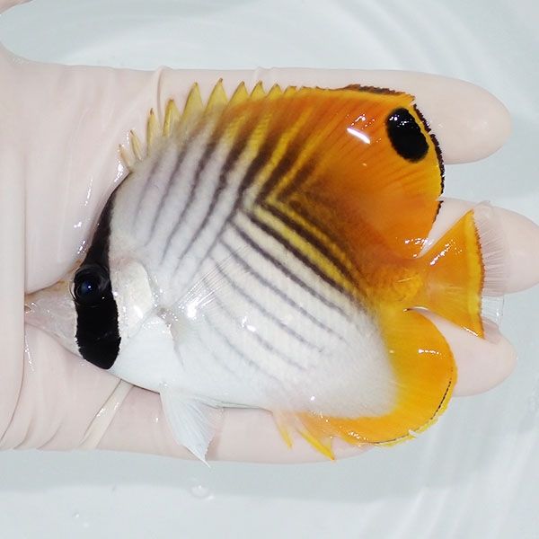 【現物3】トゲチョウ 10cm±! 海水魚 チョウチョウウオ 15時までのご注文...