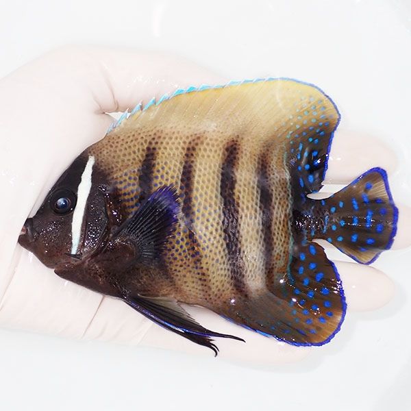 【現物1】ロクセンヤッコ 13.5cm± ! 海水魚 生体 15時までのご注文で当...