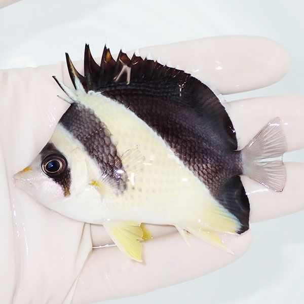 【現物1】粒エサOK バーゲスバタフライ 8.5cm±! 海水魚 チョウチョウウ...