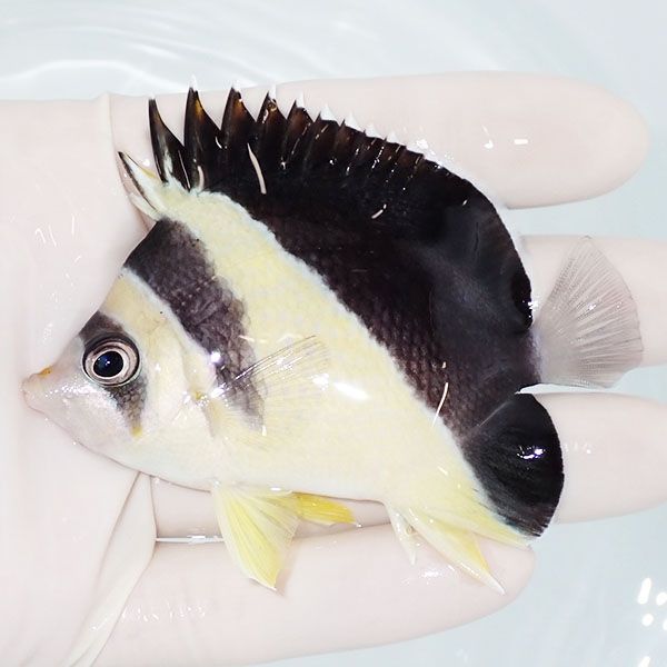 【現物2】粒エサOK バーゲスバタフライ 8cm±! 海水魚 チョウチョウウオ ...