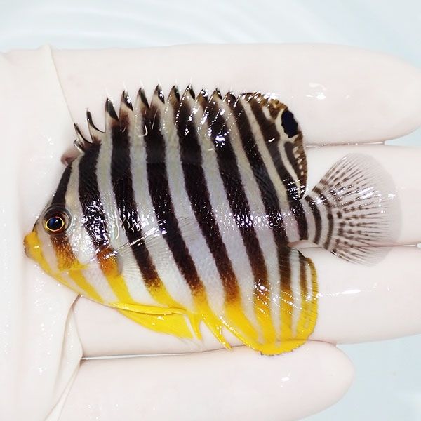 【現物3】sale シマヤッコ 7cm±! 海水魚 生体 15時までのご注文で当日発...