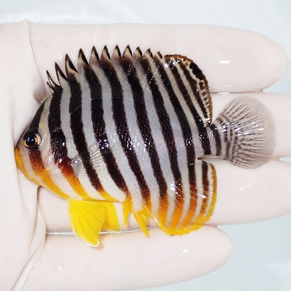 【現物9】sale シマヤッコ 7cm±! 海水魚 生体 15時までのご注文で当日発...