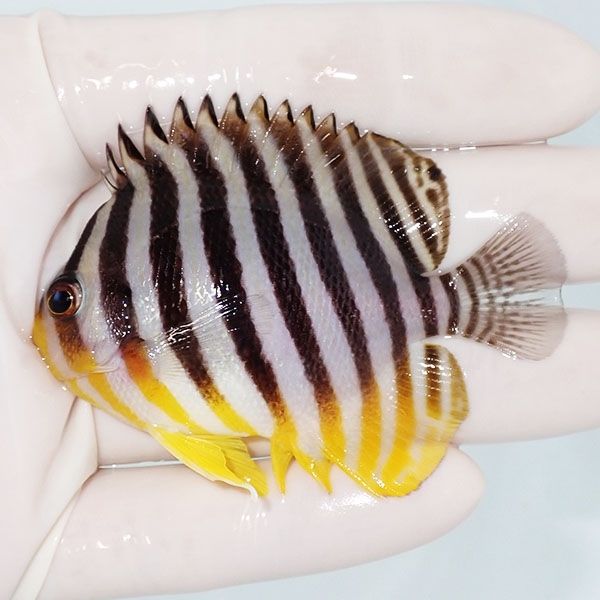 【現物10】sale シマヤッコ 7cm±! 海水魚 生体 15時までのご注文で当日...