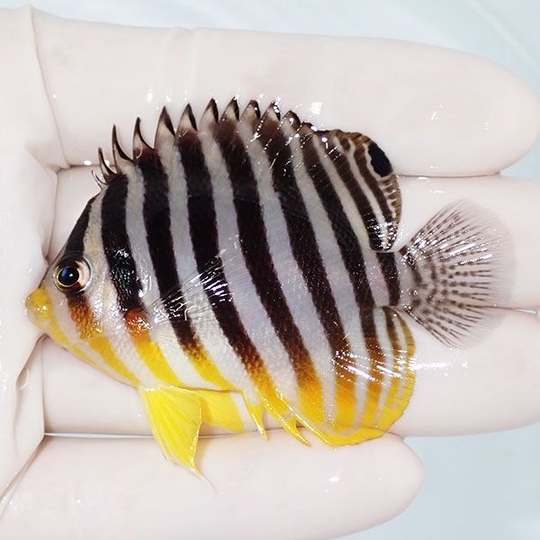 【現物5】sale シマヤッコ 6.3cm±! 海水魚 生体 15時までのご注文で当日...