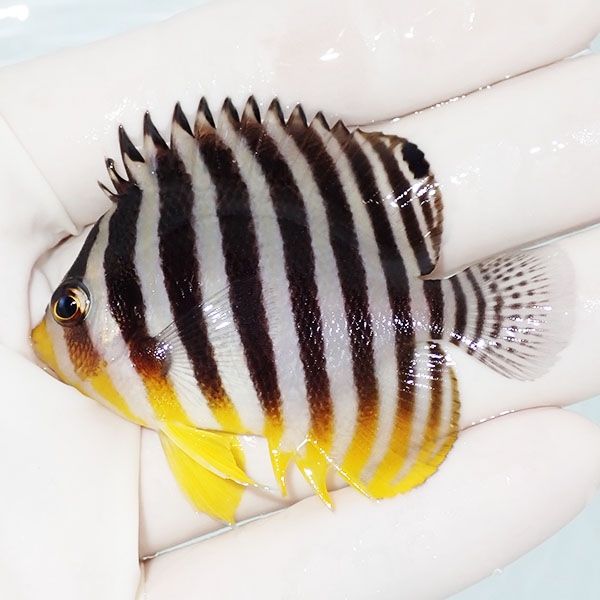 【現物1】saleシマヤッコ 6cm±! 海水魚 生体 15時までのご注文で当日発...