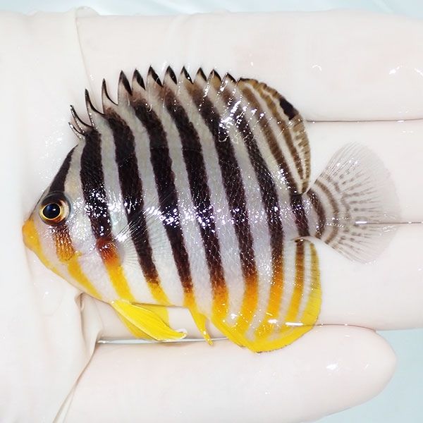 【現物2】sale シマヤッコ 6.3cm±! 海水魚 生体 15時までのご注文で当日...