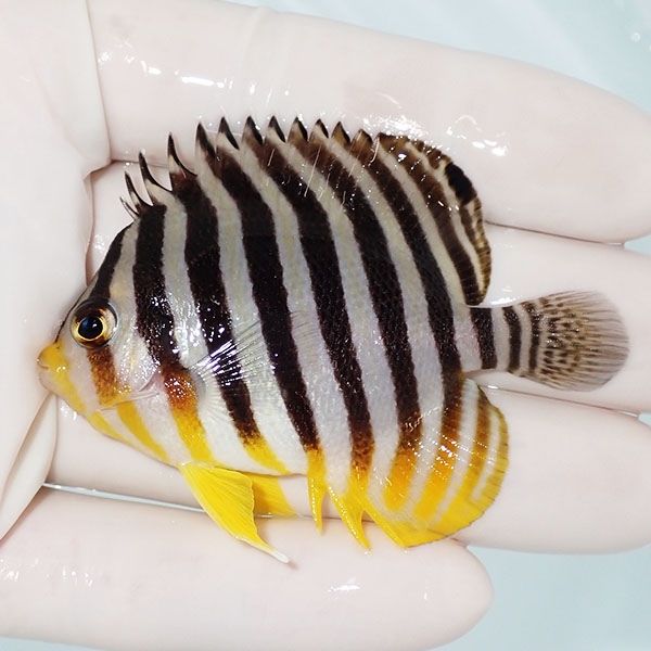 【現物8】sale シマヤッコ 6.5cm±! 海水魚 生体 15時までのご注文で当日...