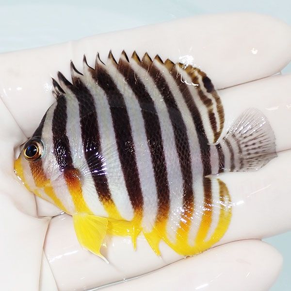 【現物11】sale シマヤッコ 6cm±! 海水魚 生体 15時までのご注文で当日...