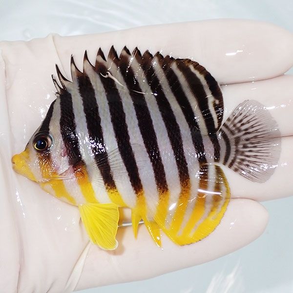 【現物6】sale シマヤッコ 7.5cm±! 海水魚 生体 15時までのご注文で当日...