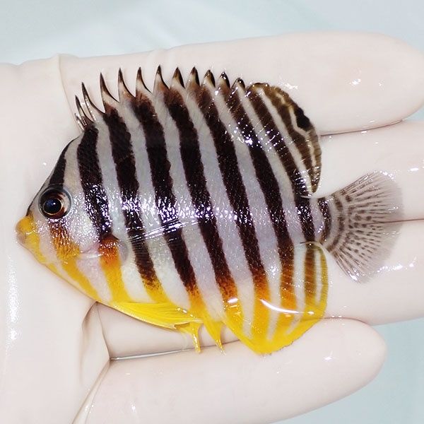 【現物7】sale シマヤッコ 6.7cm±! 海水魚 生体 15時までのご注文で当日...