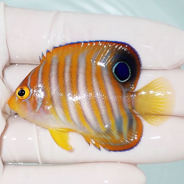 【現物1】ニシキヤッコ 5.8cm±!海水魚 ヤッコ15時までのご注文で当日発...