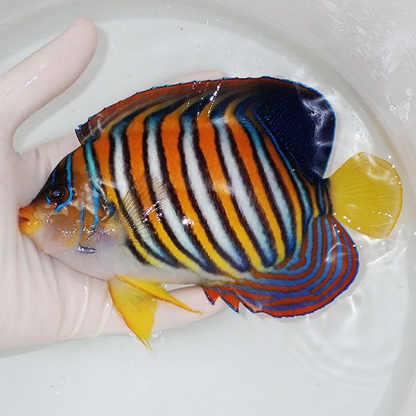 【現物2】ニシキヤッコ 特大 17cm±!海水魚 ヤッコ15時までのご注文で当...