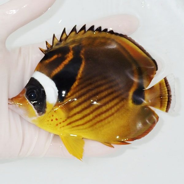 【現物2】チョウハン BIG 12.5cm±!海水魚 チョウチョウウオ 15時までの...