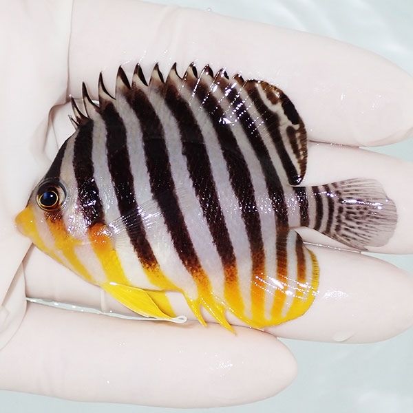 【現物37】sale シマヤッコ 6.5cm±! 海水魚 生体 15時までのご注文で当...