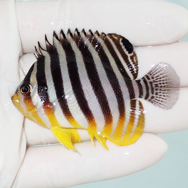 【現物39】sale シマヤッコ 6.3cm±! 海水魚 生体 15時までのご注文で当...