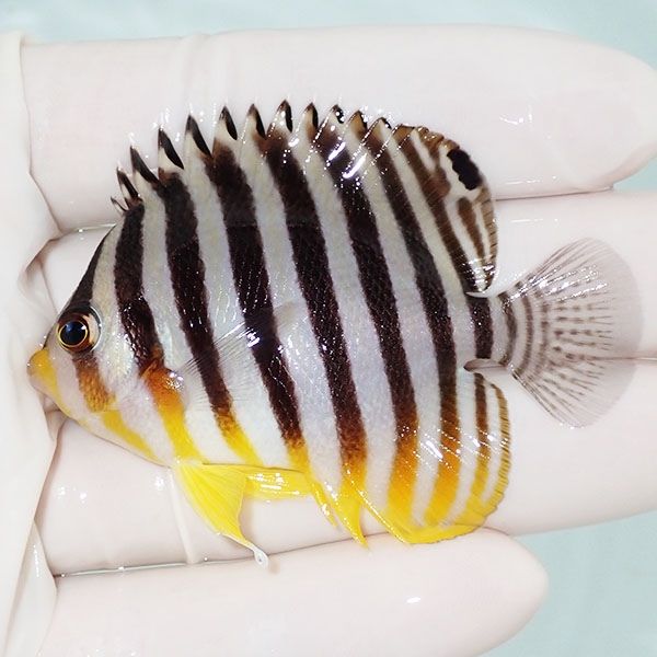 【現物40】sale シマヤッコ 6.5cm±! 海水魚 生体 15時までのご注文で当...