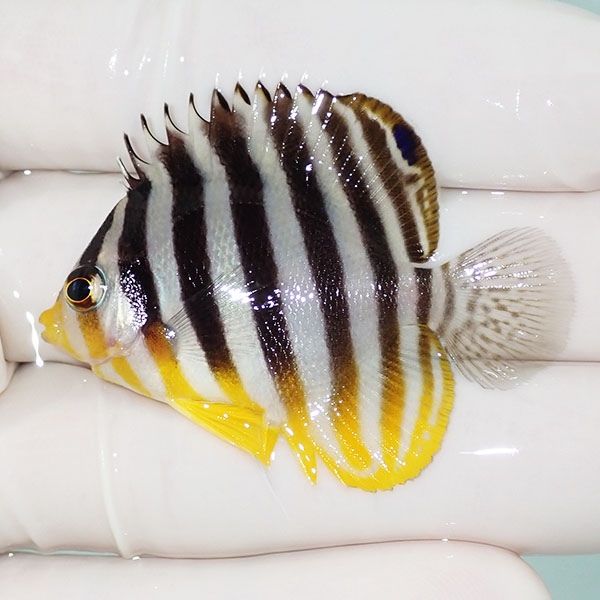 【現物41】sale シマヤッコ 4.7cm±! 海水魚 生体 15時までのご注文で当...