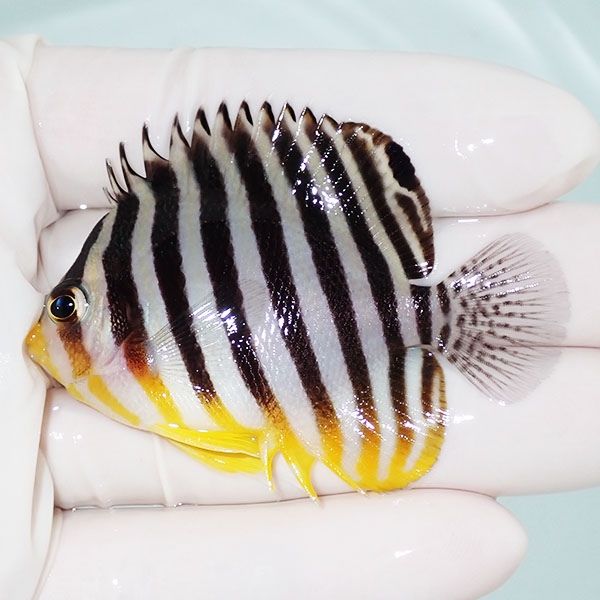 【現物42】sale シマヤッコ 6cm±! 海水魚 生体 15時までのご注文で当日...