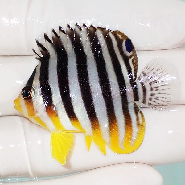 【現物45】sale シマヤッコ 4.7cm±! 海水魚 生体 15時までのご注文で当...